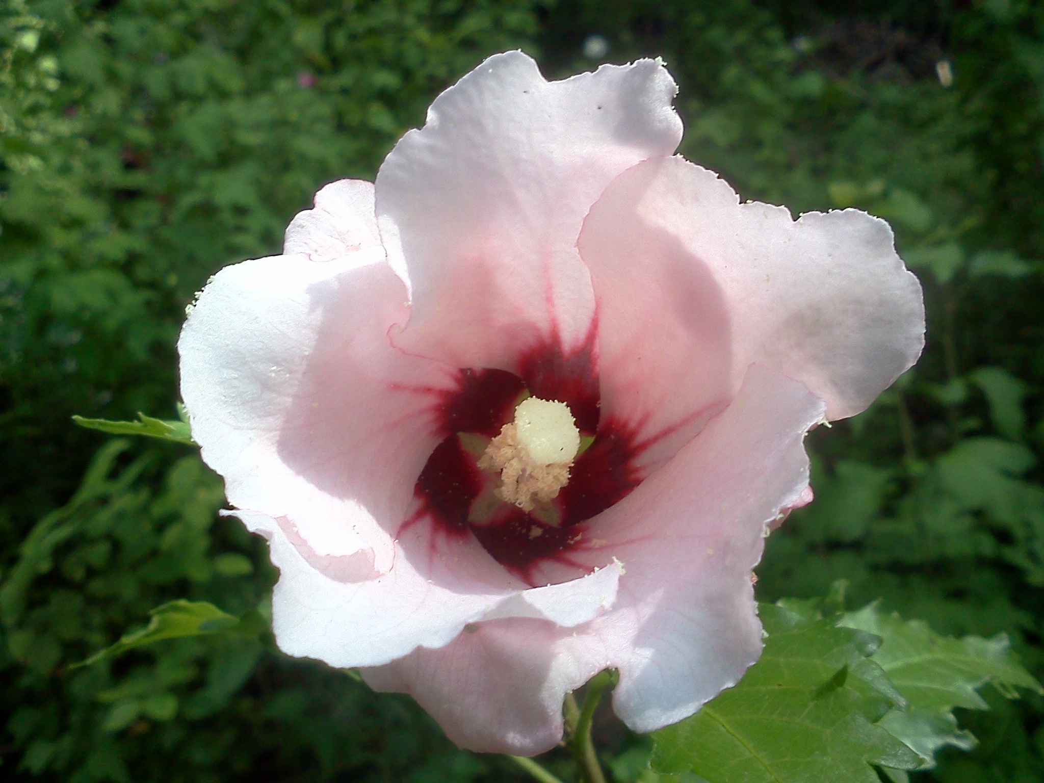 RoseOfSharon