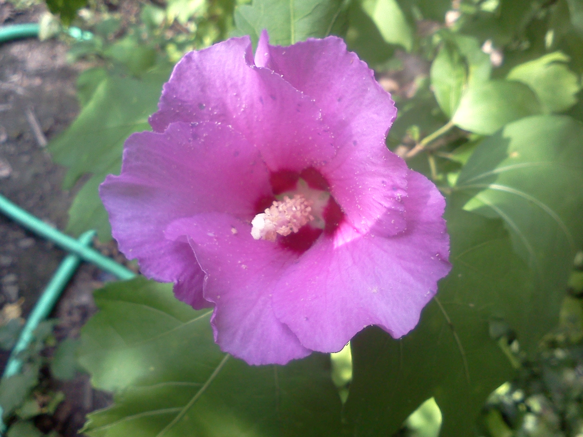 RoseOfSharon