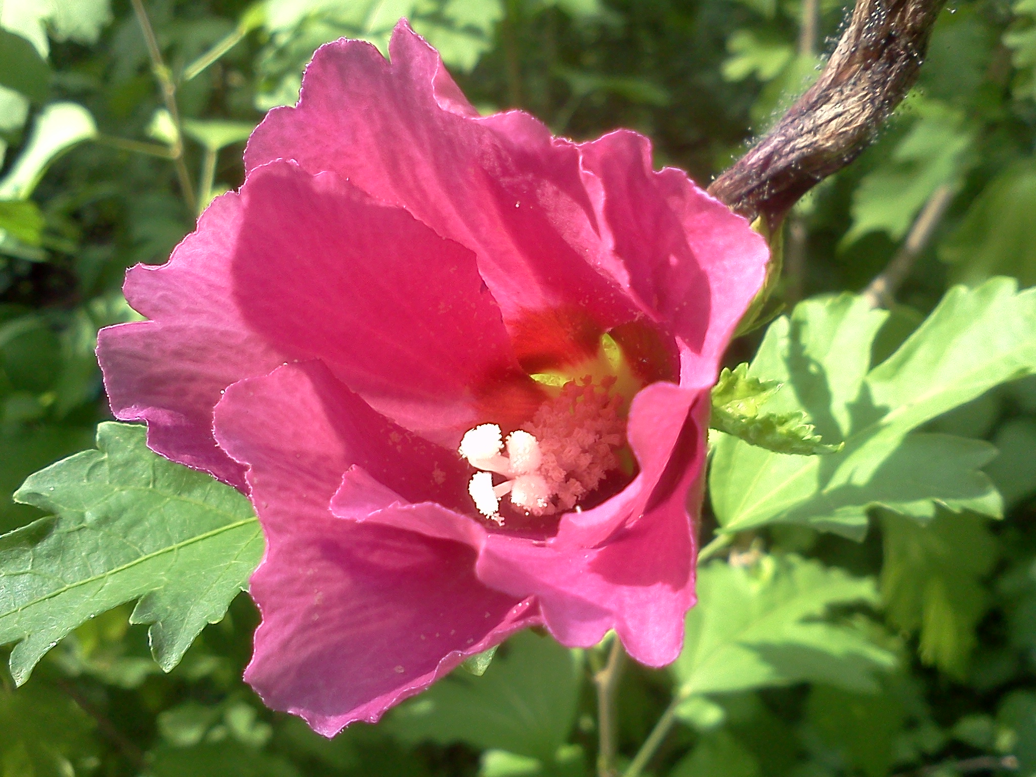 RoseOfSharon