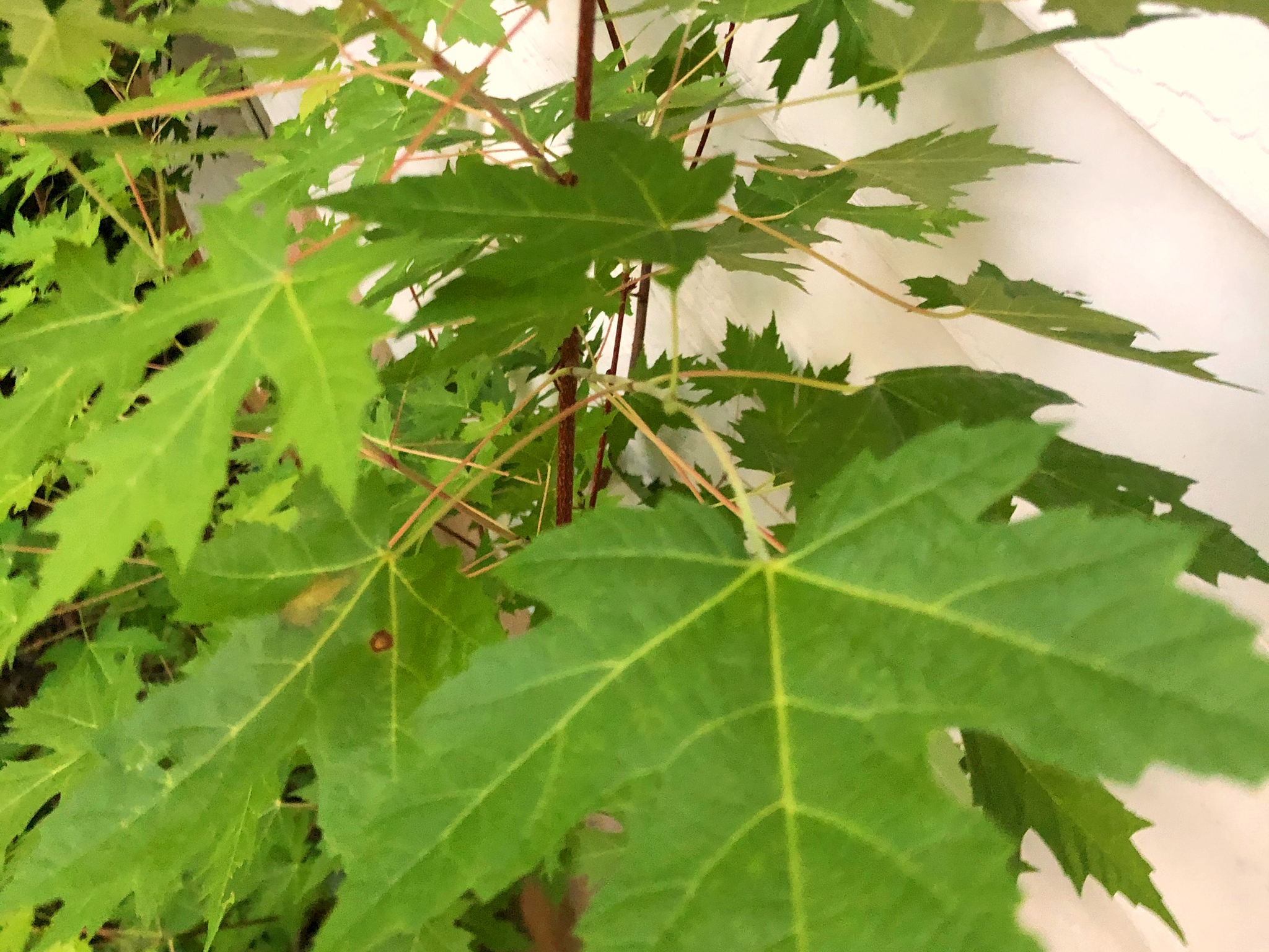 RedMaple