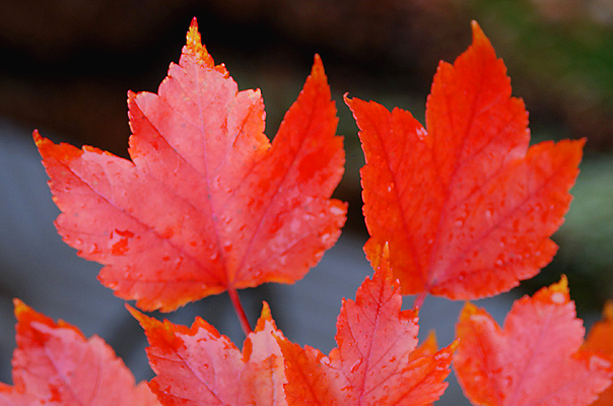 RedMaple