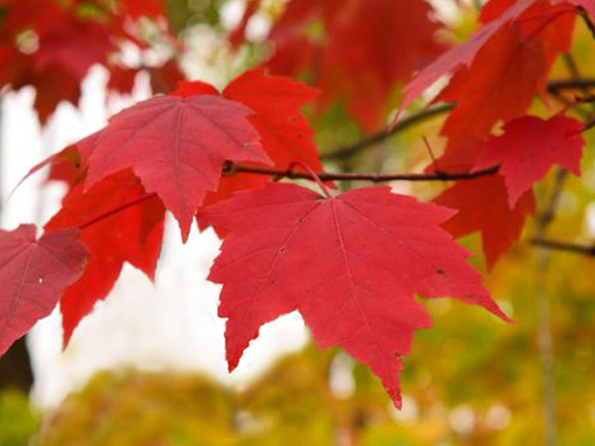 RedMaple
